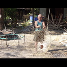 Ein neuer Käfig für einen Kampfhahn?